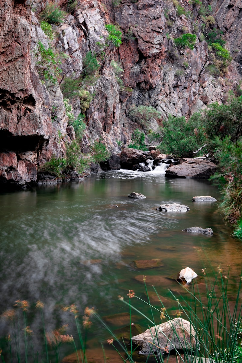 lush greenery next to a river