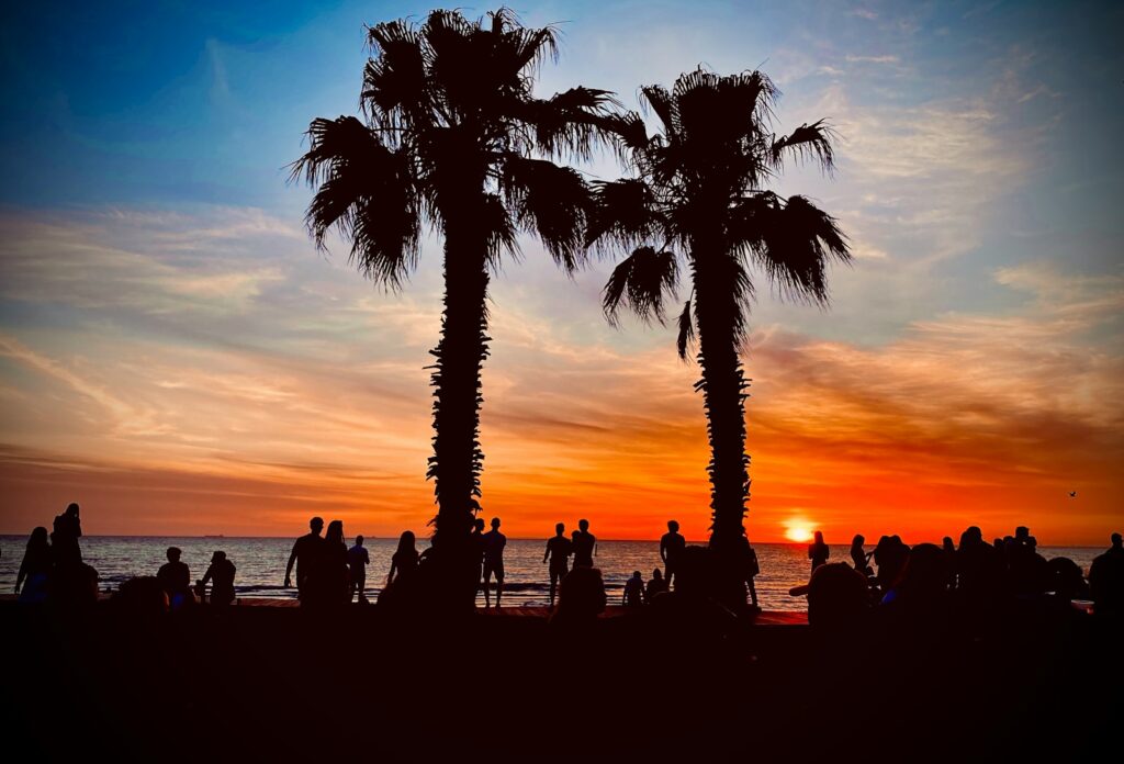 silhouette photography of palm trees st kilda beach